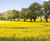 Arlöv