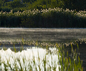 Råcksta